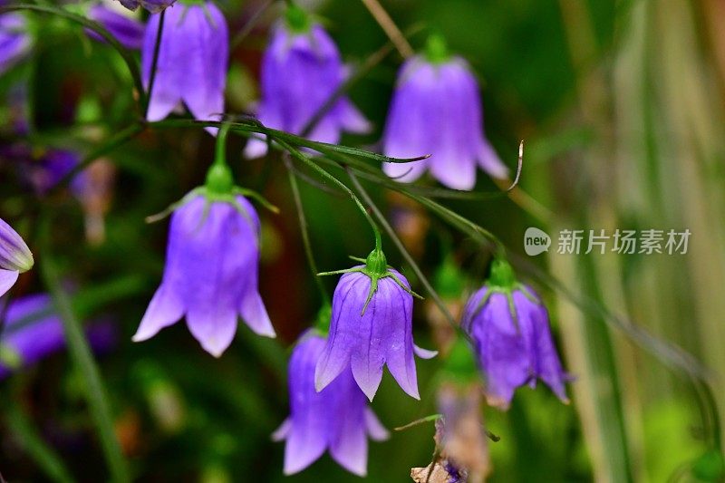 阿登诺福拉·竹田/坎帕努拉/贝尔弗劳尔